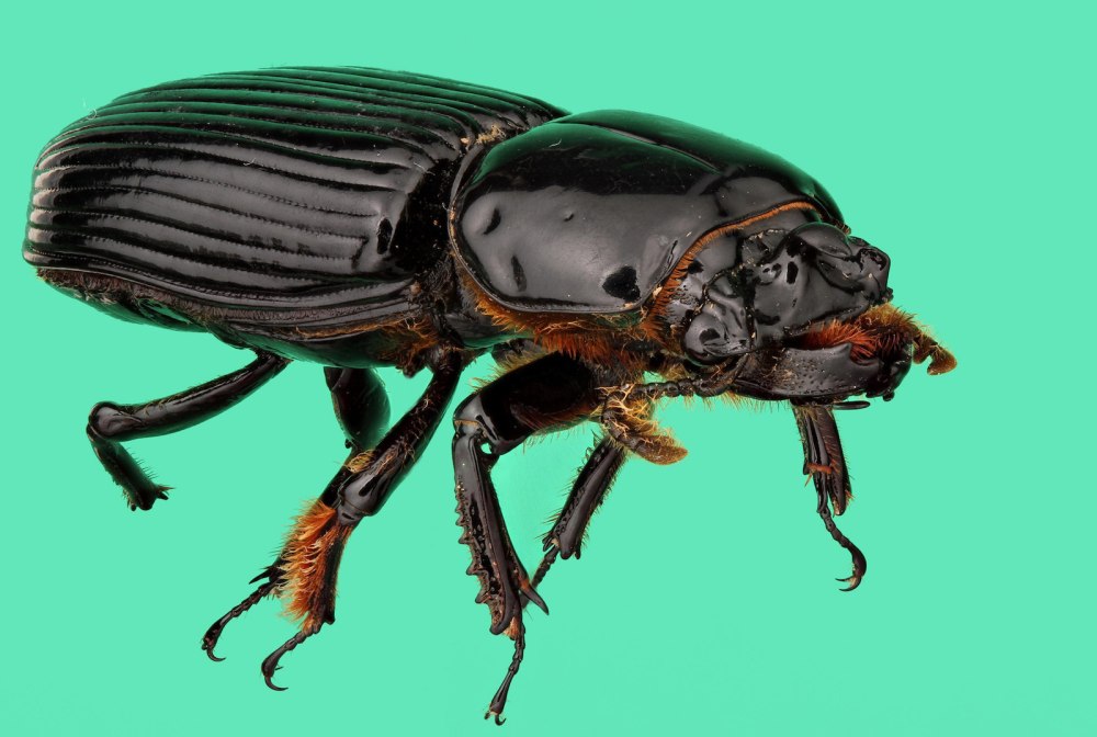 Тropical Coleoptera Terram Beetle