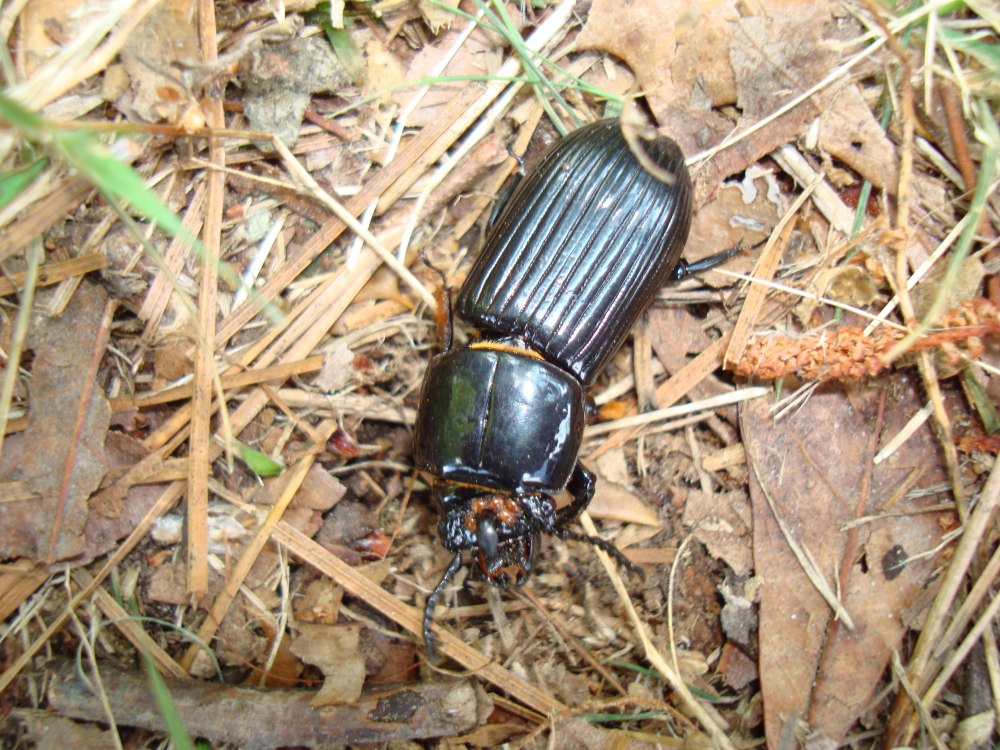 Odontotaenius disjunctus