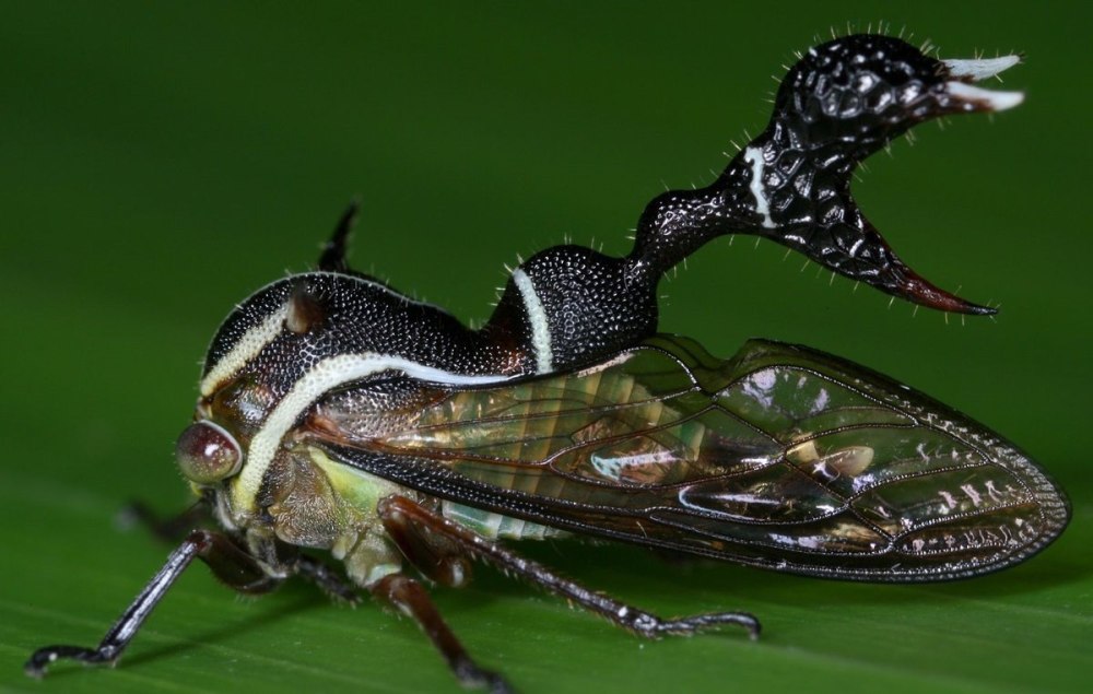 Бразильская Горбатка (Bocydium globulare)