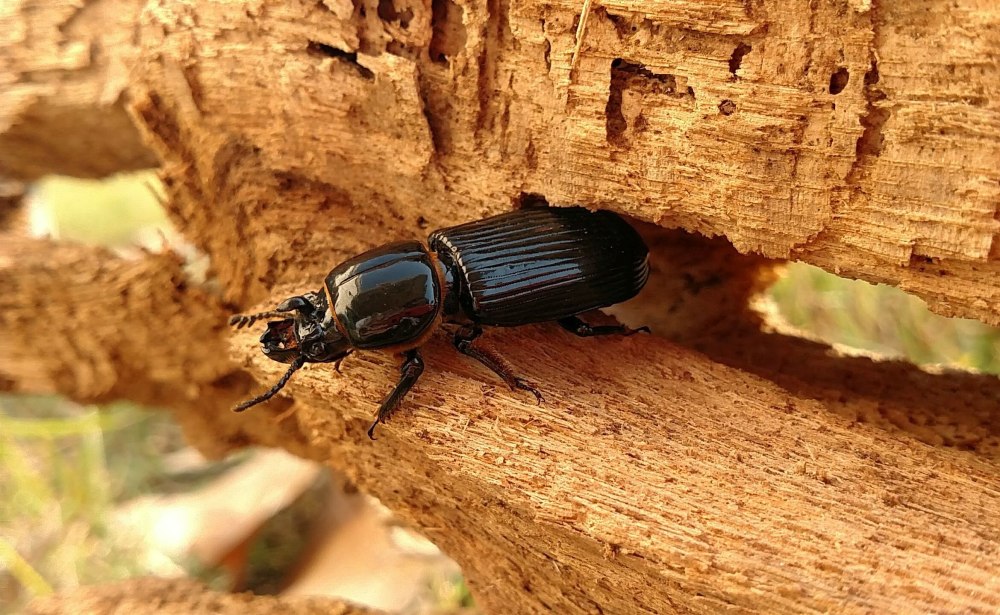 Сахарные жуки Passalidae