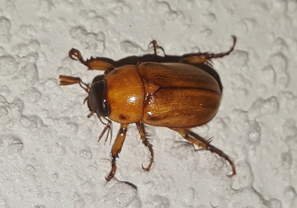Tenebrio Molitor мучной хрущак