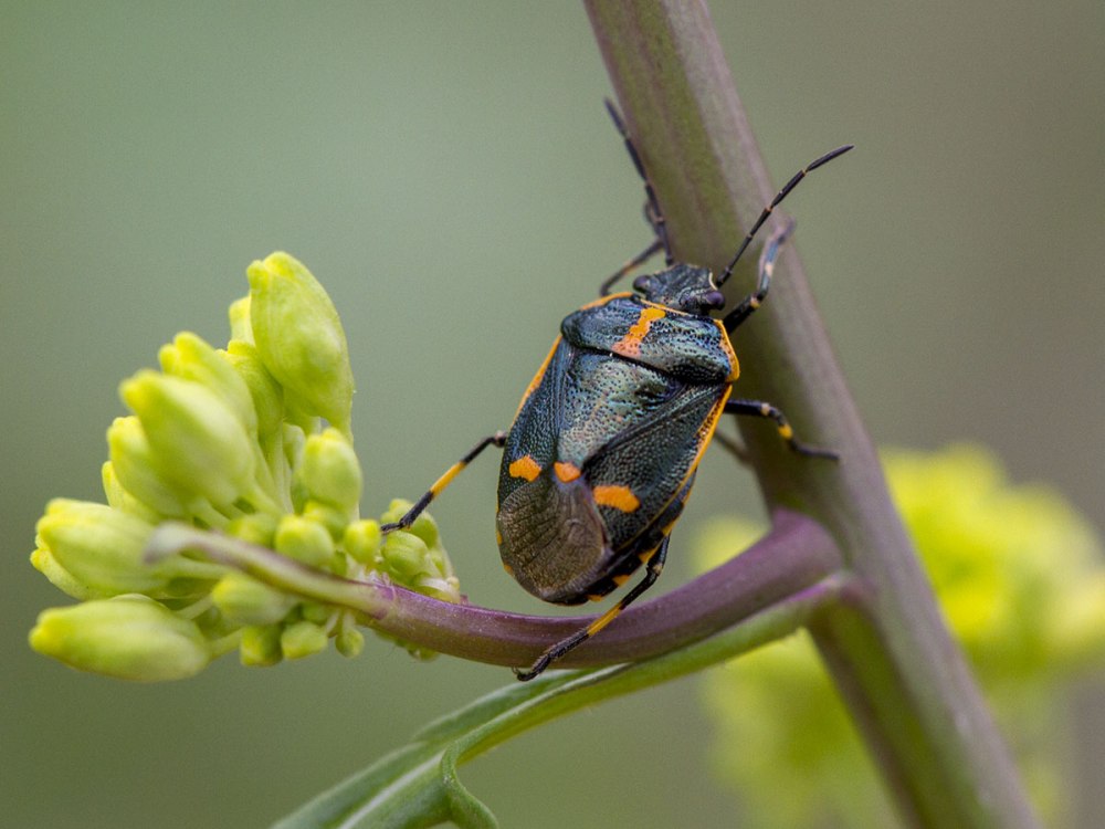 Eurydema oleracea - клоп ра́псовый