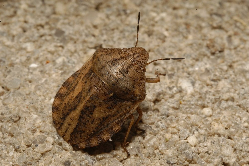 Eurygaster testudinaria
