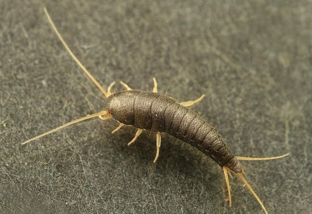 Lepisma saccharina