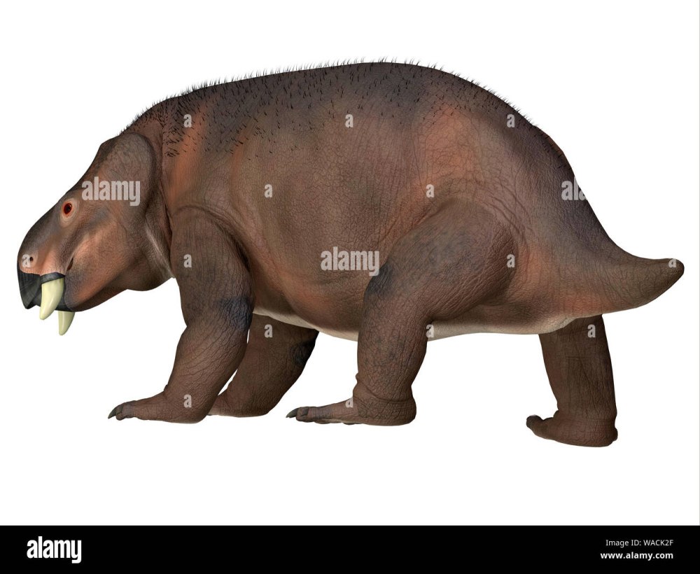 Kannemeyeriiformes