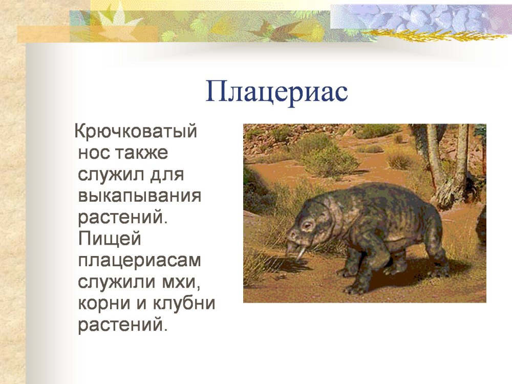 Плацериас размер
