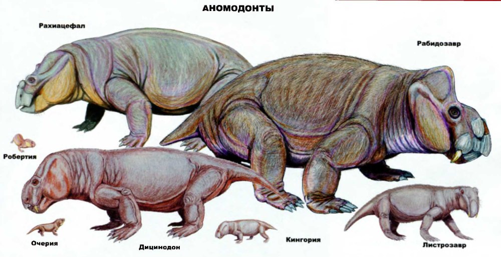 Каннемейерия
