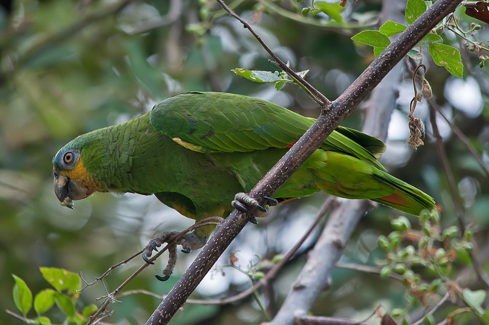 Попугай Амазон Венесуэльский(Amazona Amazonica)