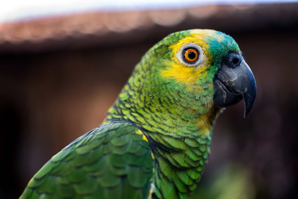 Turquoise-Fronted Amazon