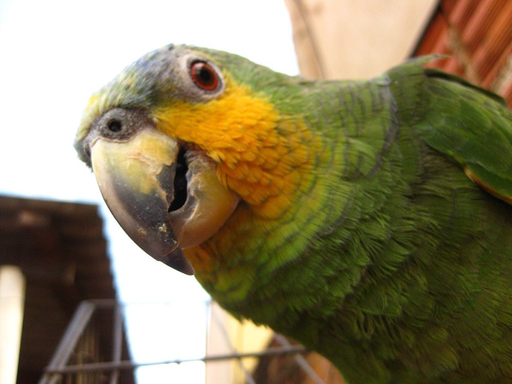 The flock of the Amazona Amazonica