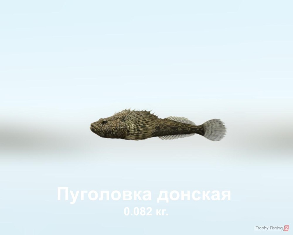 Пуголовок Александр