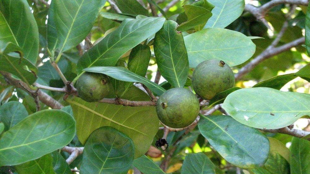 Atractocarpus bracteatus