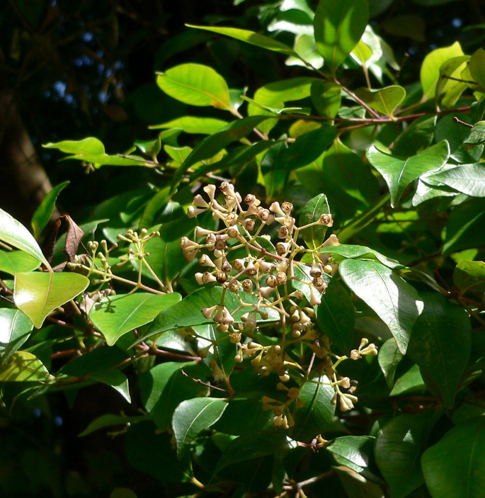 Syzygium smithii