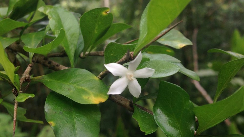 Randia Siamensis