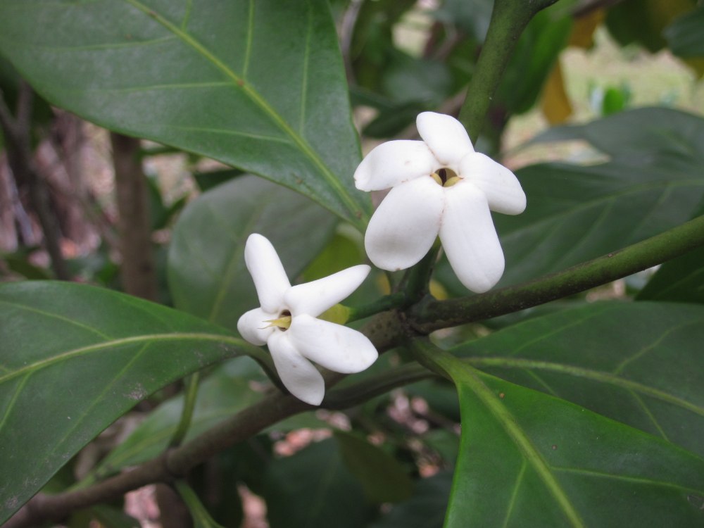 Randia Siamensis