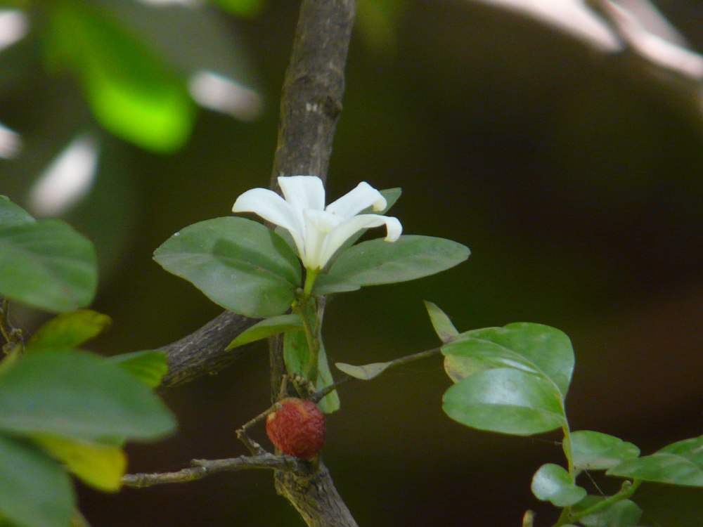 Rutaceae Flowers struktura