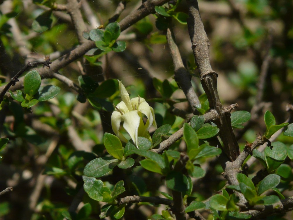 Coddia Rudis-Randia Rudis