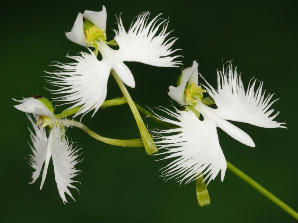 Орхидея «большая белая цапля» (Habenaria Radiata)