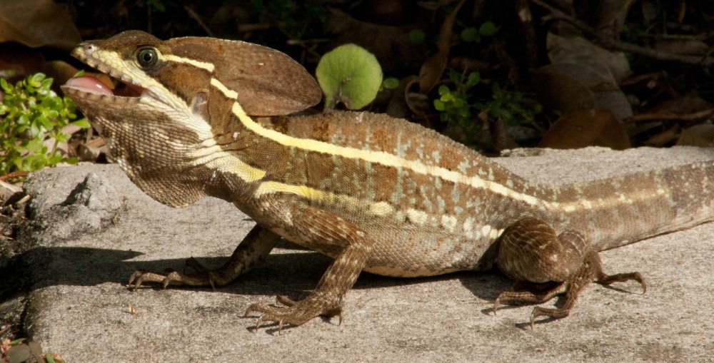 Ящерица Basiliscus vittatus