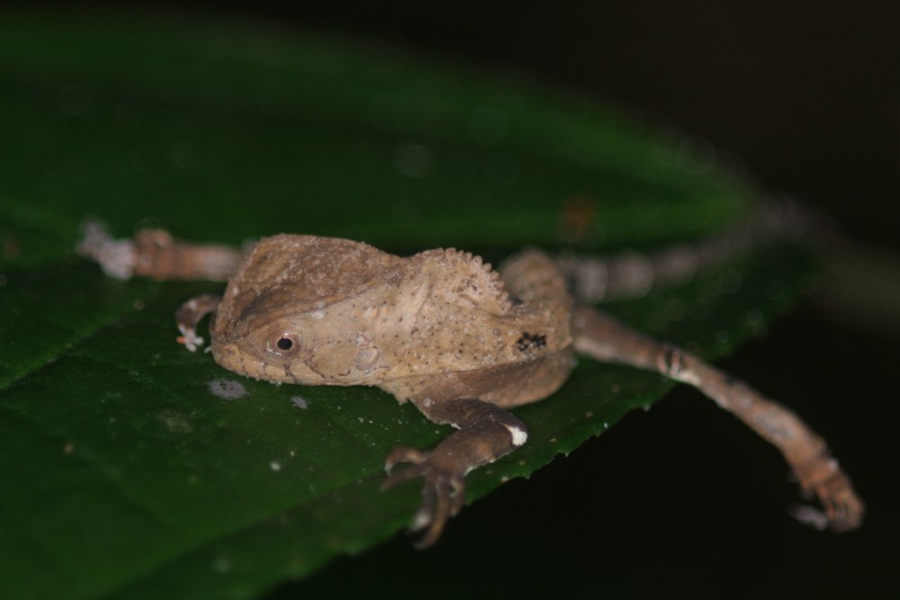 Corytophanes hernandezii
