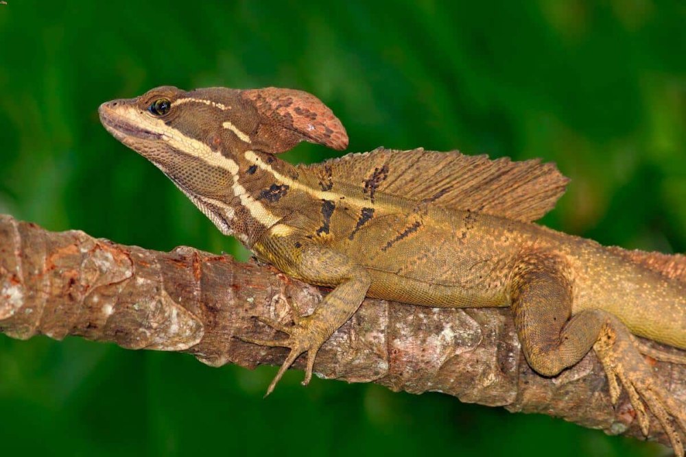 Ящерица Basiliscus vittatus