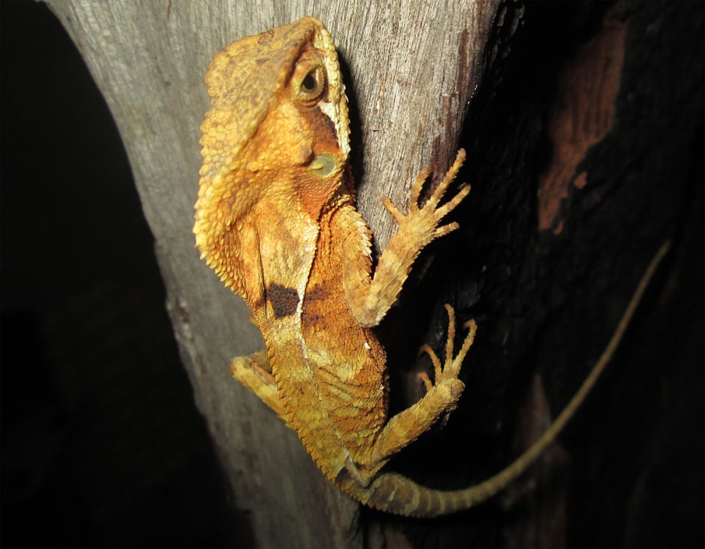 Corytophanes hernandezii