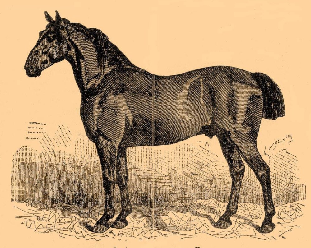Порода лошадей англо норманн