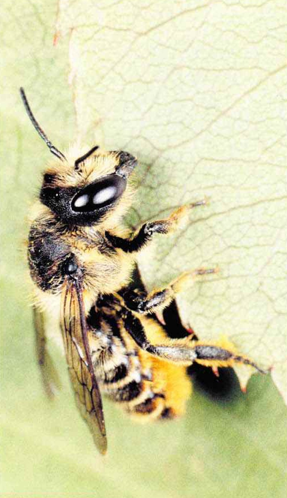 Люцерновая пчела листорез
