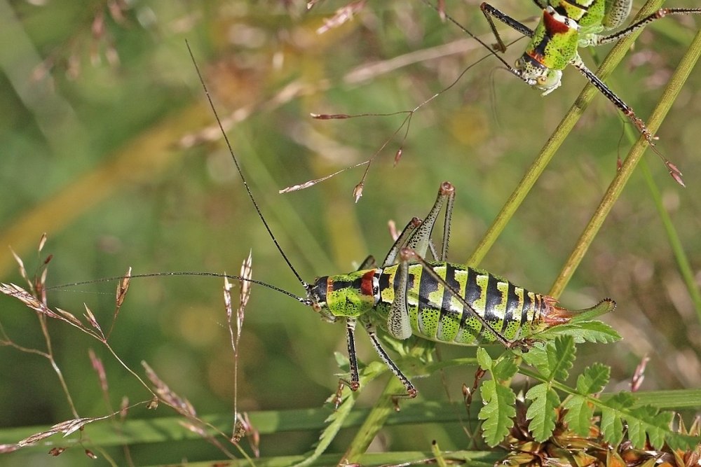 Poecilimon thoracicus