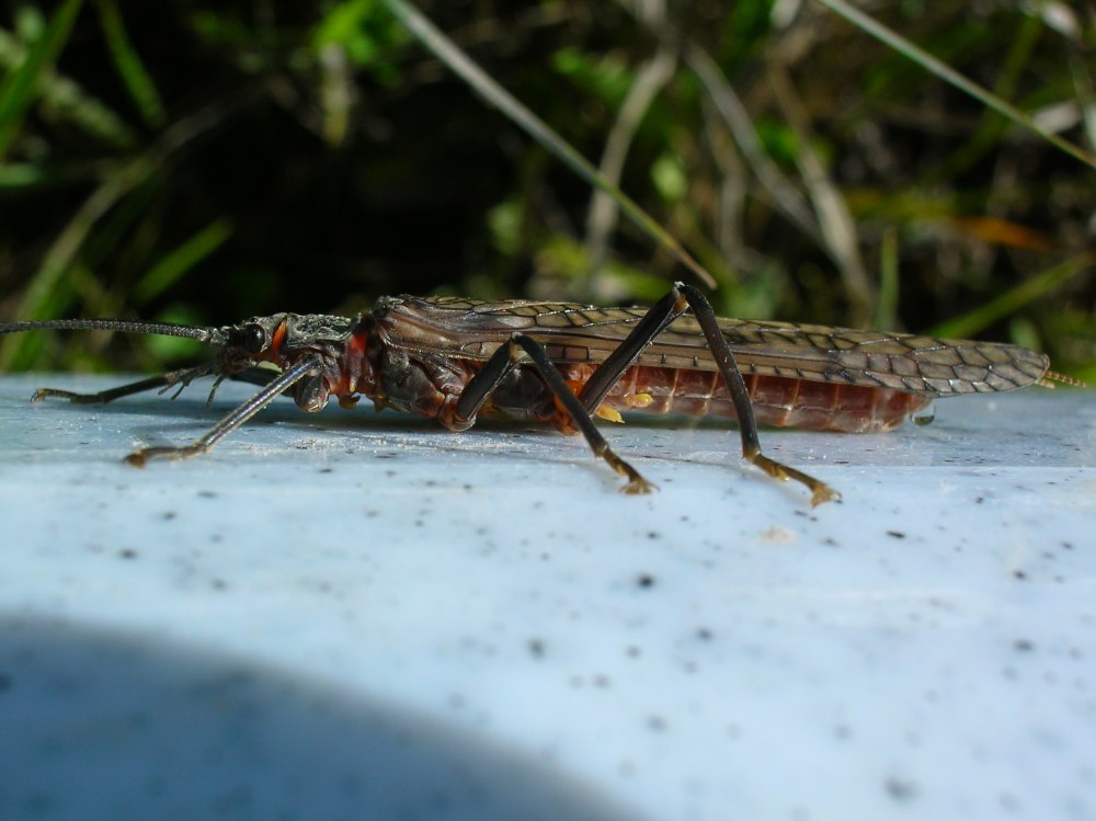 Pteronarcys reticulata