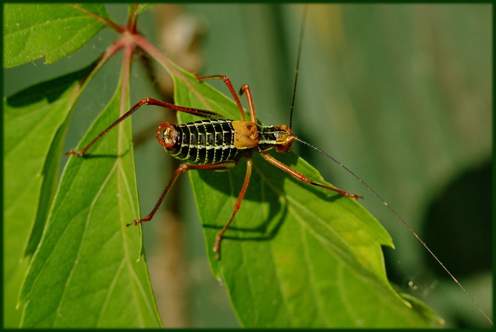 Barbitistes constrictus пилохвост Сосновый