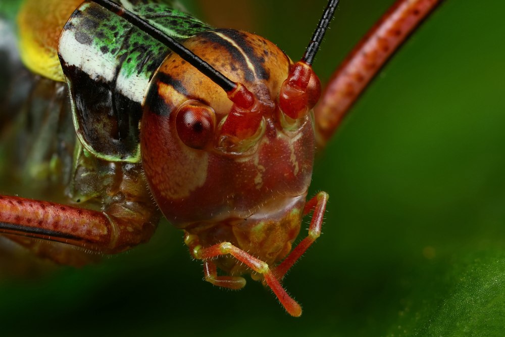 Barbitistes constrictus пилохвост Сосновый