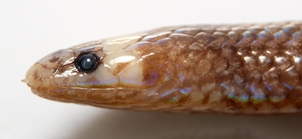 Burrowing Snakes