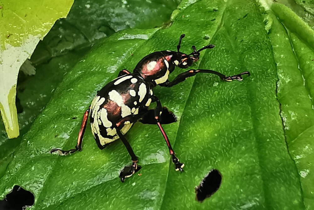 Pachyrhynchus