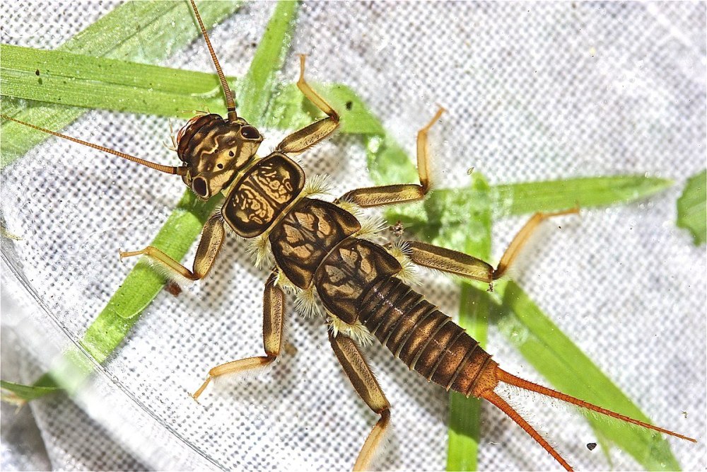 Paragnetina flavotincta