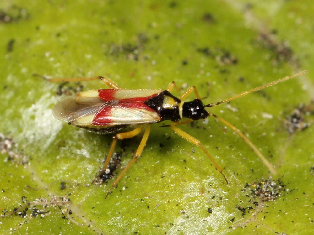 Plagiognathus chrysanthemi