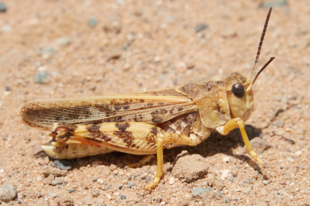 Platystemon californicus