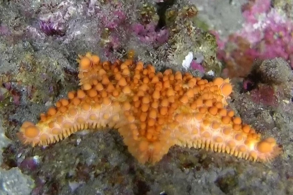 Цецилия Морское животное