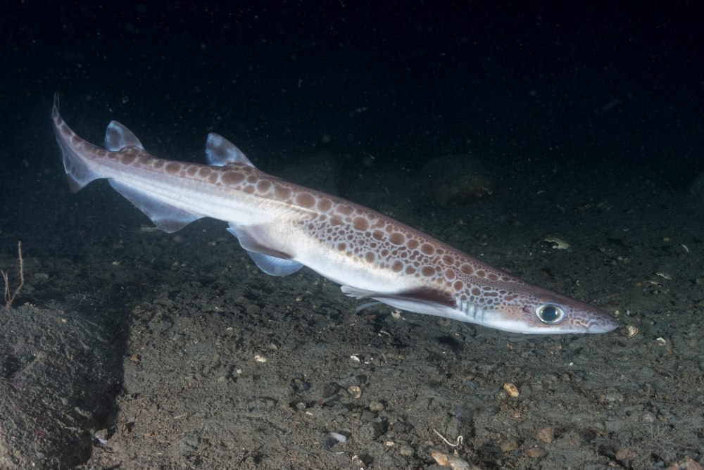 Galeus melastomus