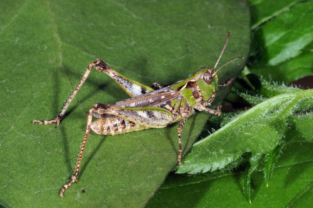 Myrmeleotettix maculatus