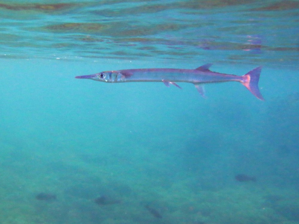 Fodiator acutus