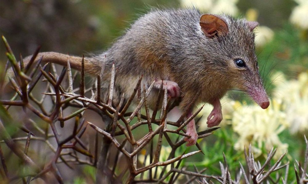Tarsipes rostratus