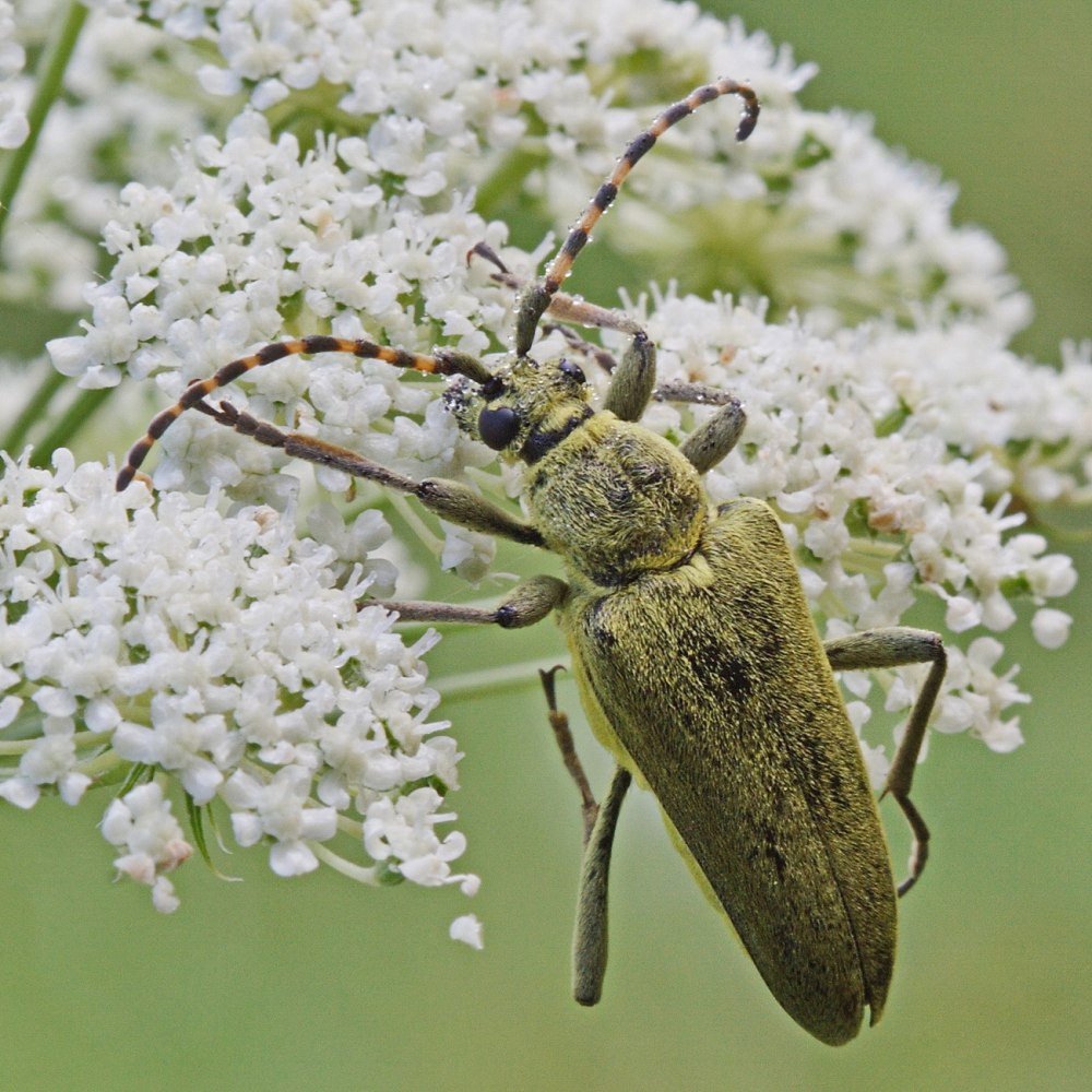 Подсемейство Culicinae