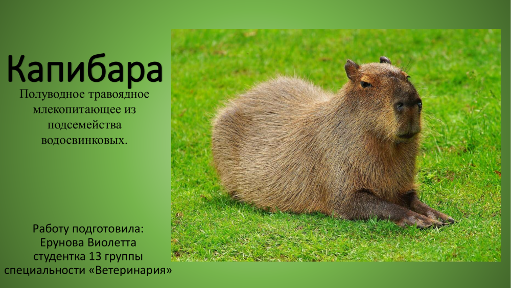 Черная капибара
