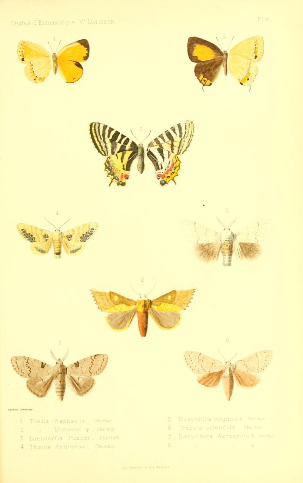 Кореана Рафаэлис coreana Raphaelis