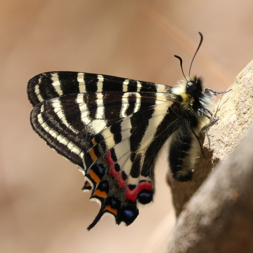 Корсиканский парусник бабочка