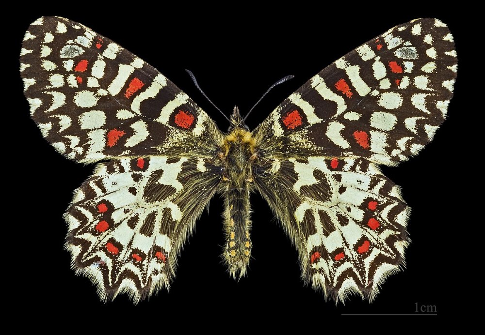 Zerynthia Rumina