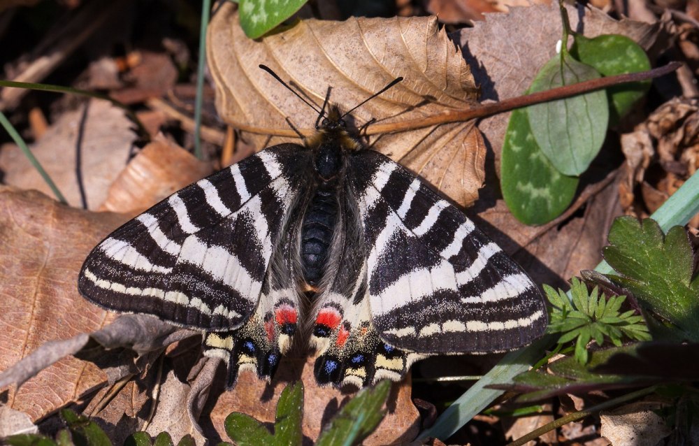 Luehdorfia puziloi