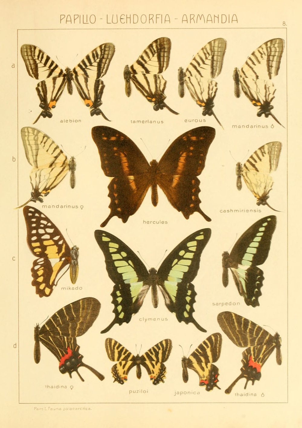 Graphium Ulmi схема