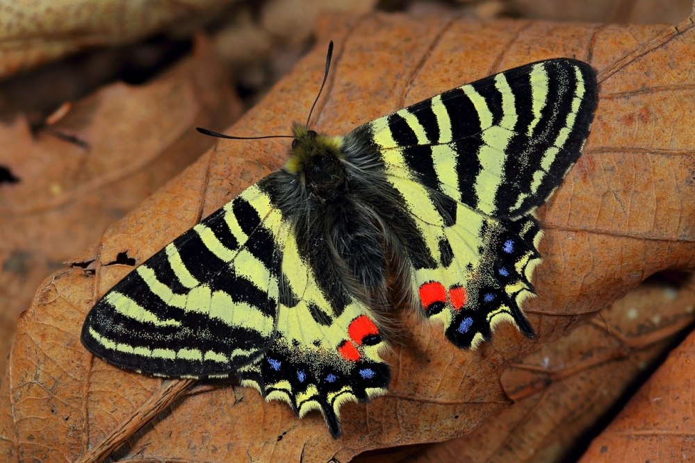 Luehdorfia puziloi